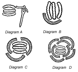 Diagram A